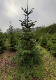 Sprzedaż drzewek świątecznych